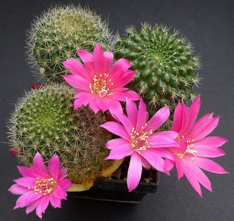 Rosa rebutia violaciflora blume samen for anpflanzung - cottage garten essential, heirloom & gmo free samen for home garten
sale samen for anpflanzung in home garten