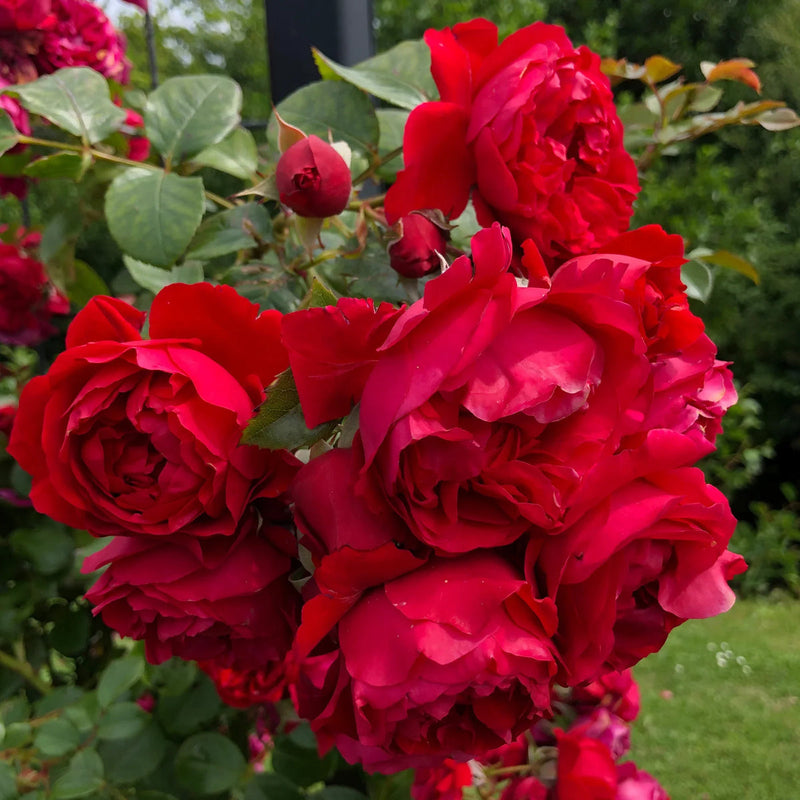 Rot rosa climbing rose blume samen for anpflanzung - bright blooms, heirloom & gmo free samen for home garten
sale for anpflanzung in home garten.