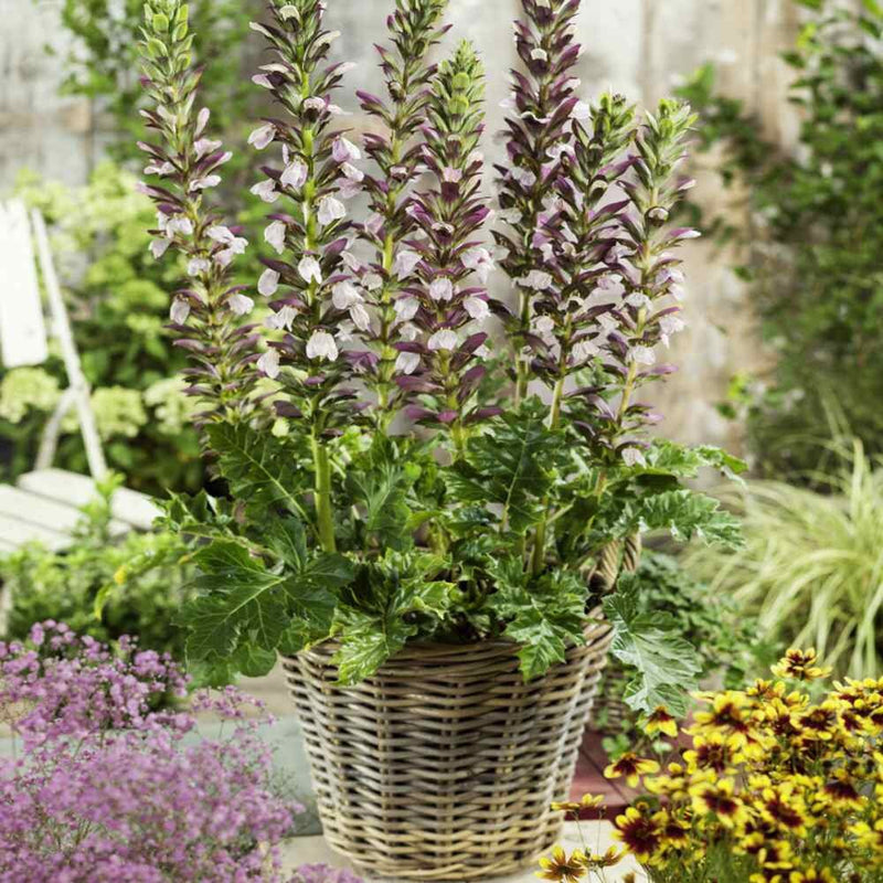 Acanthus spinosus acanthus spinosus for anpflanzung in blume bed