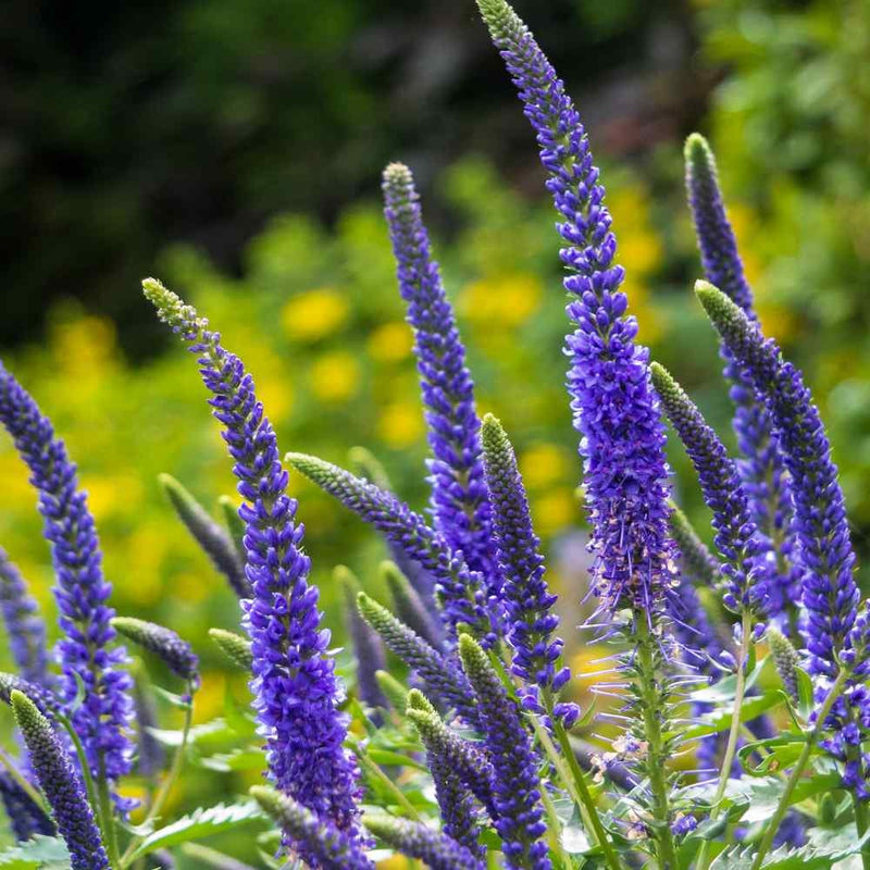 Veronica blume samen for anpflanzung - seasonal bloomer, heirloom & gmo free samen for home garten
sale samen for anpflanzung in home garten