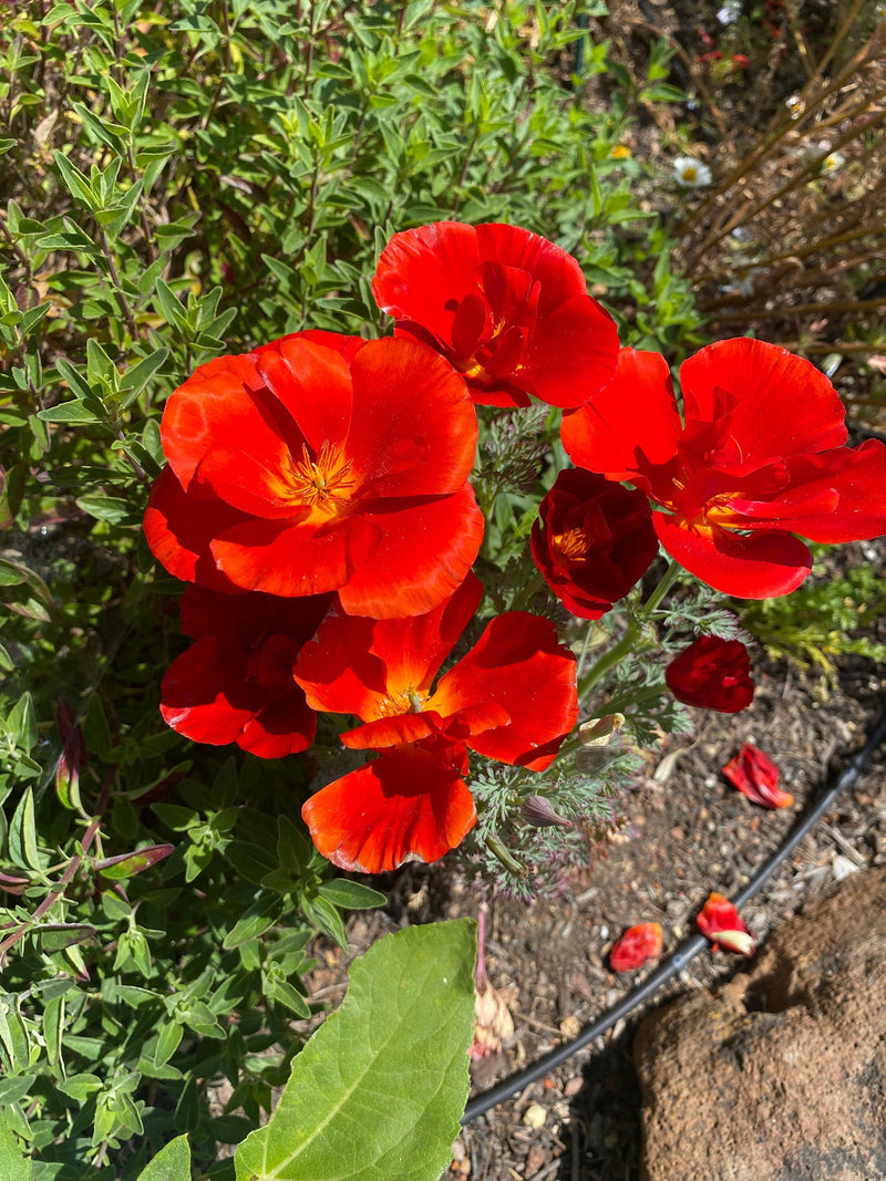 Rot eschscholtzia blume samen for anpflanzung bright blooms heirloom & gmo free samen for home garten
sale for anpflanzung in home garten