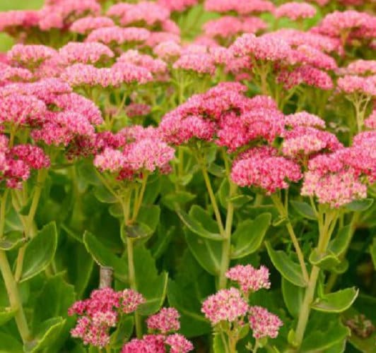 Graines de Sedum telephium rose à semer – mélange de fleurs sauvages – variété traditionnelle et sans OGM, graines pour jardin potager
