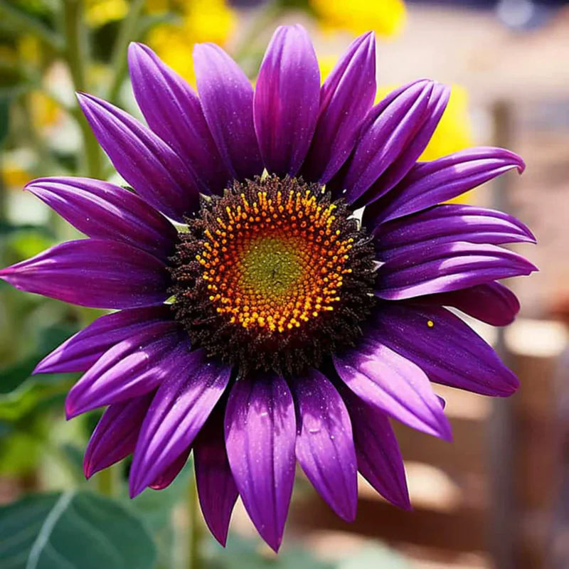 Violeta Girasol semillas de flores para siembra populares en el jardín variedad tradicional y sin ingeniería genética semillas para jardín doméstico