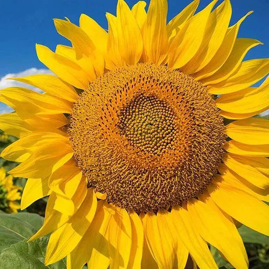 Semillas de girasol gigante de Mongolia – flores altas para un jardín espectacular