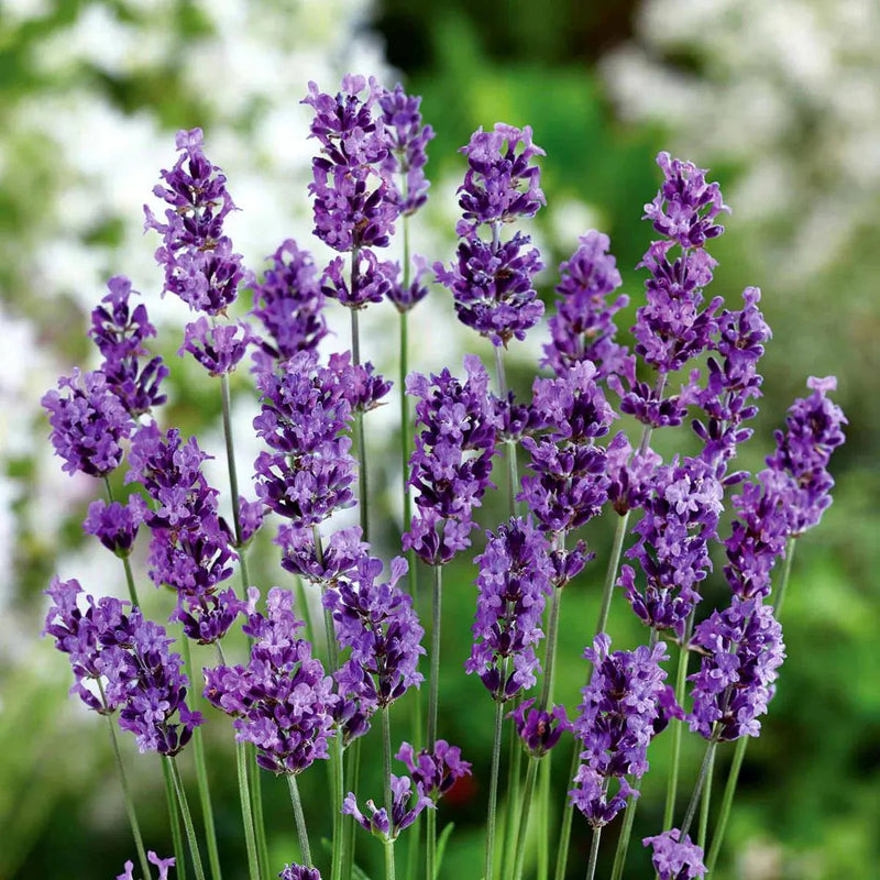 Heirloom (heirloom lavender) samen for anpflanzung in home garten