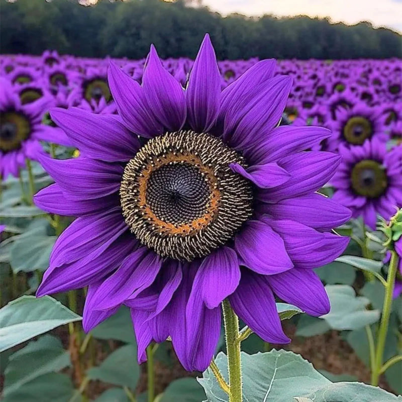 Graines de mini-tournesol violet, idéales pour les semis au jardin