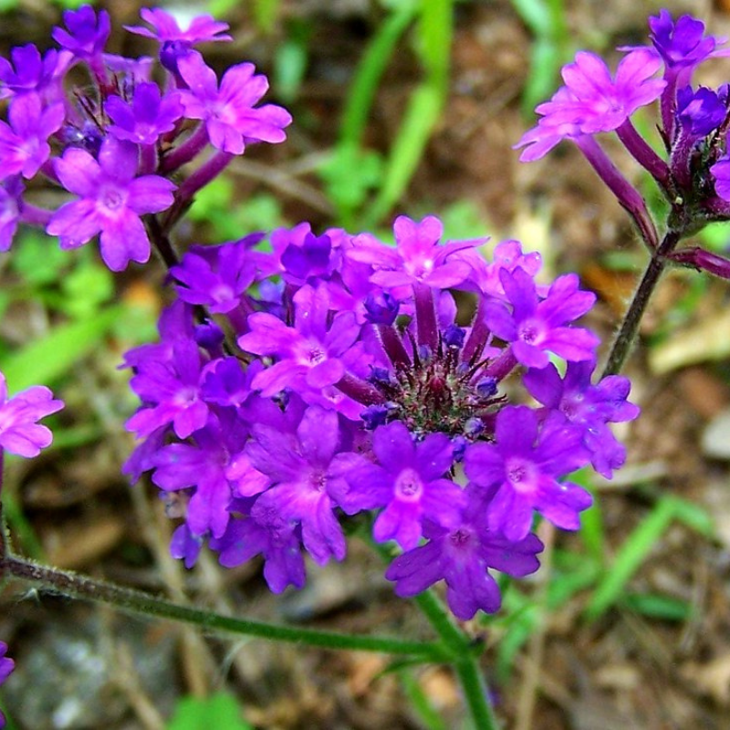 Violet moss verbena blume samen for anpflanzung shade tolerant heirloom & gmo free samen for home garten
sale samen for home garten anpflanzung