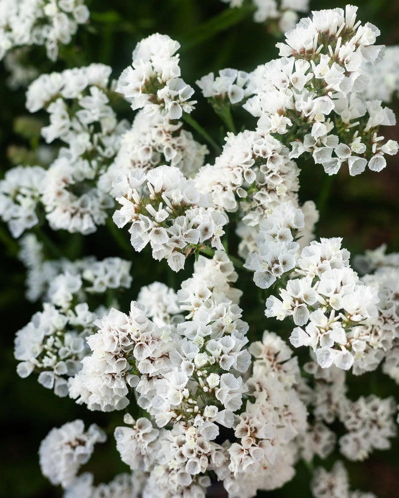 Semillas de flores de estatice blancas para siembra – populares en el jardín – variedad tradicional y sin ingeniería genética, semillas para el jardín doméstico