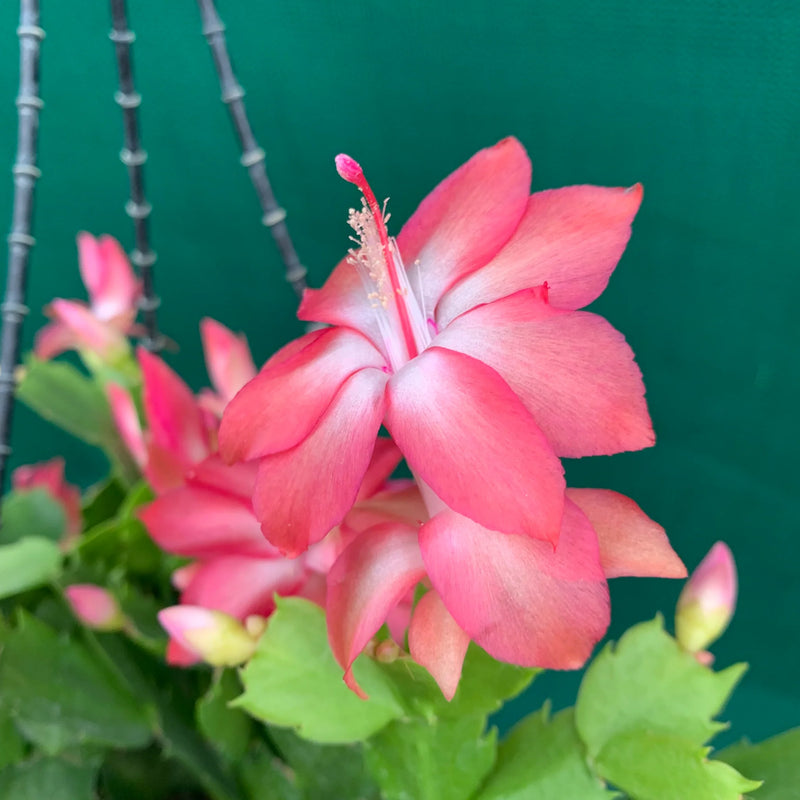 Semillas de flores de Zygocactus truncatus color melocotón para sembrar – cultivo – variedad tradicional y sin ingeniería genética, semillas para el jardín doméstico