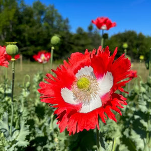 Rouge jaune Danish Flag graines de fleurs à semer, éclatantes, variété traditionnelle et semences sans OGM pour jardin familial
