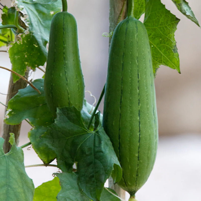 Semillas de calabaza de esponja (calabaza de toalla) Semillas de verduras