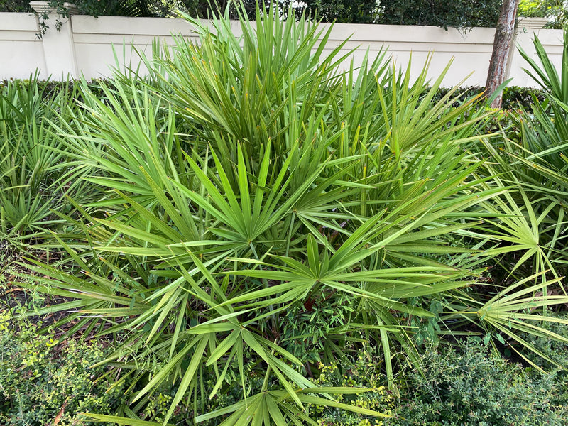 Graines de palmier nain de Floride faciles à planter