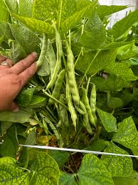 Semillas de judía Tarbais blanca para plantar en el jardín