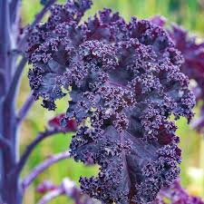 Graines de chou kale Scarlet à nervures rouges à planter