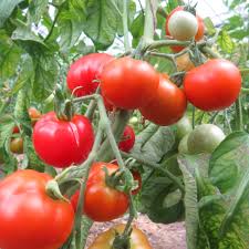 Graines de tomates rouges à planter
