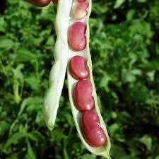 Graines de haricots à rames rouges Kidney pour des semis faciles