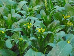 Yu-Choy-Pflanzsamen