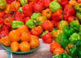 Graines de piment Aji Cubano Dulce Cachucha à planter