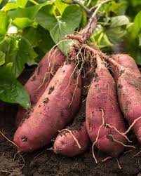 Süßkartoffelsamen zum Anpflanzen – braune Gemüsesamen