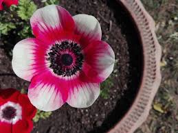 Rosa-weiße Anemonensamen zur Aussaat, farbenfrohe Blütenpracht, traditionelle Sorte & gentechnikfrei – Samen für den Hausgarten