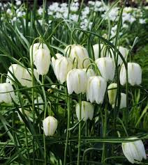 Weiße Fritillariensamen zur Aussaat, leuchtend, traditionelle Sorte & gentechnikfrei – Samen für den Hausgarten