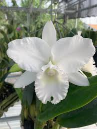Blumensamen für weiße Cattleya zur Aussaat, robuste traditionelle Sorte, gentechnikfrei – Samen für den Hausgarten