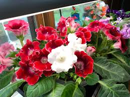 Rouge gloxinia Sinningia graines de fleurs à semer culture variété traditionnelle et sans OGM graines pour jardin familial