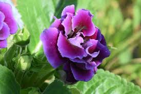 Violet lilas gloxinia graines de fleurs à semer culture variété traditionnelle et sans OGM graines pour jardin familial