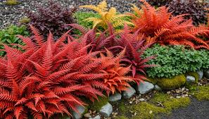 Rojo, helecho para siembra, tolerante a la sequía, variedad tradicional y sin transgénicos, semillas para jardín doméstico