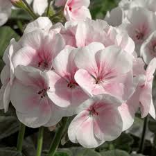 Blanco y rosa claro, geranio, semillas de flores para siembra, variedad resistente, variedad tradicional y sin transgénicos, semillas para jardín doméstico