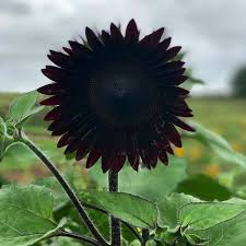 Negro gigante, semillas de girasol para siembra, flores fragantes, variedad tradicional y sin transgénicos, semillas para jardín doméstico