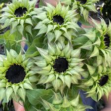 Verde mar, girasol perenne, semillas de flores para siembra, espectáculo colorido, variedad tradicional y sin transgénicos, semillas para jardín doméstico