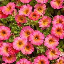 Rose et jaune, pétunia, graines de fleurs à semer, variété traditionnelle sans OGM, floraison éclatante, fleurs de jardin, culture de qualité supérieure