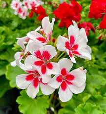 Blanc rouge foncé, géranium pélargonium, graines à semer, floraison éclatante, variété traditionnelle et sans OGM, graines pour jardin familial