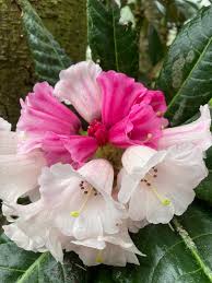 Blanco y rosa, rododendro, semillas de flores para sembrar, amante del sol, variedad tradicional y sin ingeniería genética, semillas para el jardín doméstico