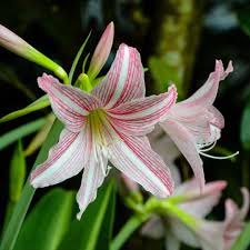 Hippeastrum rosa, semillas de flores para siembra, crecimiento compacto, variedad tradicional y sin ingeniería genética, semillas para jardín doméstico