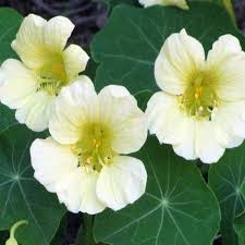 Semillas de capuchina blanca para flores: ideales para parterres, variedad tradicional y sin transgénicos, semillas para el jardín doméstico