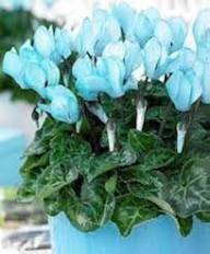 Semillas de ciclamen azul para sembrar – flores perennes