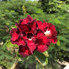 Rosa del desierto Obesum rojo intenso, semillas de flores para sembrar, variedad tradicional sin ingeniería genética, ecológicas, semillas de jardín, germinación