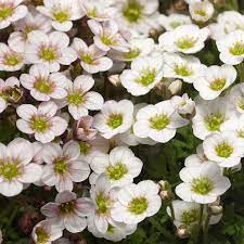 Weiß blush saxifraga blume samen for anpflanzung - seasonal bloomer, heirloom & gmo free samen for home garten
sale samen for anpflanzung in home garten