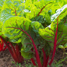 Semillas de acelga suiza roja para plantar - hortaliza rica en nutrientes