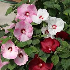 Variedad tradicional de hibisco moscheutos, semillas de flores para sembrar, fácil de cuidar, variedad tradicional y sin ingeniería genética, semillas para el jardín doméstico