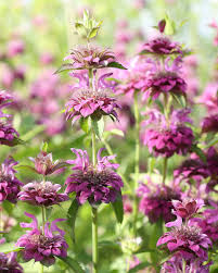 Graines de Citriodora violette à semer – croissance compacte – variété traditionnelle et graines sans OGM pour le jardin familial