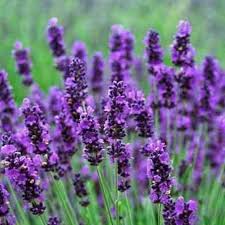 Violet Lavandula angustifolia graines de fleurs à semer fleurs éclatantes variété traditionnelle et sans OGM graines pour jardin familial