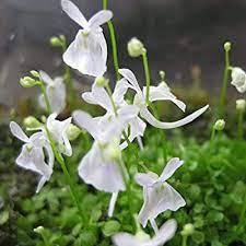 Utricularia sandersonii blume samen – heirloom non-gmo hardy blooms for home & garten anpflanzung
sale samen for home garten