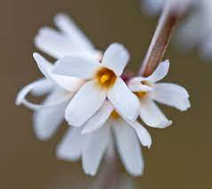 Weiß forsythia - abeliophyllum distichum blume samen for anpflanzung - easy to grow, heirloom & gmo free samen for home garten
sale samen for home garten