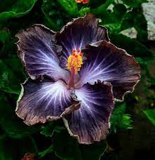 Rot schwarz hibiscus samen for exotic garten blumen - ideal indoor and outdoor anpflanzung blume