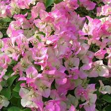 Semillas de buganvilla rosa y blanca para sembrar, de alta calidad, variedad tradicional y sin OMG, semillas para el jardín doméstico