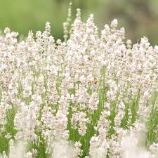 Lavanda blanca, semillas de flores para el jardín, variedad resistente, variedad tradicional y sin ingeniería genética, semillas para el jardín doméstico