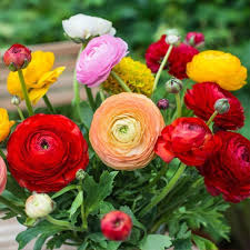 Graines de fleurs de myosotis rose pour le jardin, spectacle haut en couleur, variété traditionnelle sans OGM, graines pour jardin familial